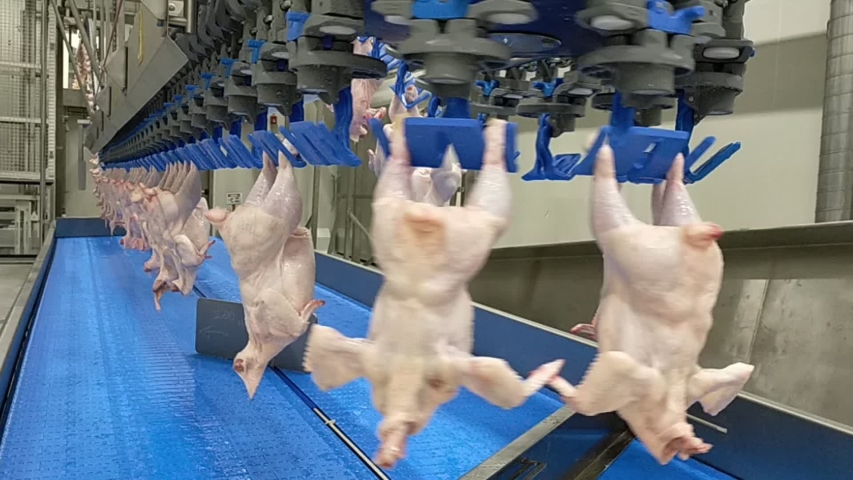 Poultry processing industry. Raw chicken meat production line. Poultry processing plant. Conveyor belt for food factory. Automatic machine in broiler meat process. Modern equipment in slaughterhouse. Royalty-Free Stock Footage #1042877317