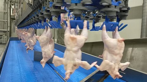 Poultry processing industry. Raw chicken meat production line. Poultry processing plant. Conveyor belt for food factory. Automatic machine in broiler meat process. Modern equipment in slaughterhouse.