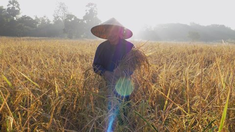 Asian male farmers harvesting rice on his field in the morning with natural lens flare effect. Rice harvesting season of Thai farmers  Vídeo Stock
