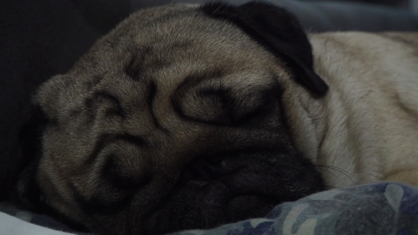 Happy dog pug breed smile and lying in bedroom feeling so comfortable and ralax,Healthy purebred dog