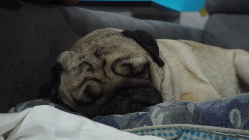 Happy dog pug breed smile and lying in bedroom feeling so comfortable and ralax,Healthy purebred dog