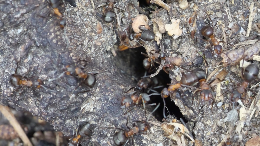 red wood ants, formica polyctena, at the entrance of the ant nest, 50fpm