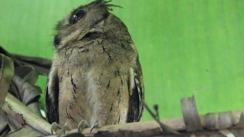 Collared scops-owl (Otus bakkamoena) winter plumage, december in the palm grove, Sri Lanka