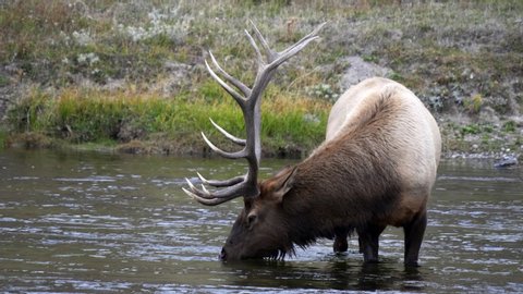 close up of a elk bull stopping drinking and looking up at yellowstone national park in wyoming, usa