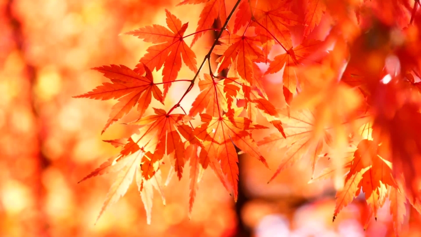 Japanese autumn leaves in Tokyo Royalty-Free Stock Footage #1042900264