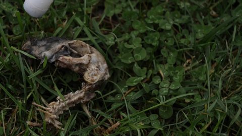 Rotten possum skull in grass