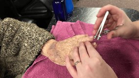 Clipping cutting fingernail of senior woman by young caregiver with clippers. Onychomycosis or tinea unguium, common in elderly, causes nails to become thick and discolored due to fungus infection.