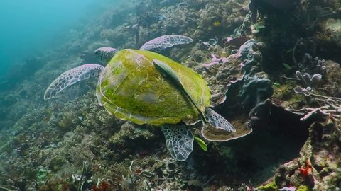 Swimming sea turtle with remora (Echeneidae) on shell and rich coral reef. Murky green ocean, strong current, marine life and tortoise. Underwater footage from snorkeling with the wild turtles. 