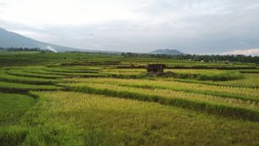 Aerial Footage - Green paddy fields in Indonesia. Minor noise in footage