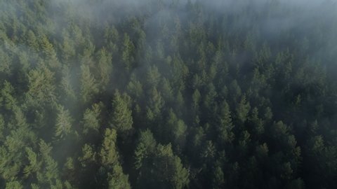 Aerial view of forest through fog, autumn, Black Forest, Germany