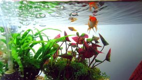 Gold fish or goldfish floating swimming underwater in fresh aquarium tank with green plant. marine life. 4K ultra HD.