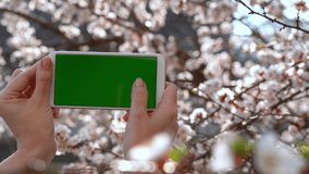 Closeup view of female hands holding mobile smartphone with empty blank green screen isolated at blurry  beautiful spring nature background. Real time full hd video footage.