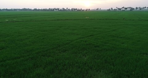 aerial footage of rise  paddy field of Kerala ,India  