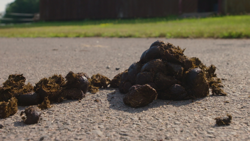 Horse poop. Pile of manure.