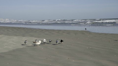 Flock of Birds in Sand on Beach in Florida USA. Atlantic Ocean Waves and City on Horizon
