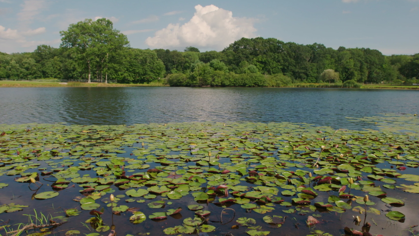 Idyllic & peaceful lily pond surrounded by lush farmland, forest, meadows.