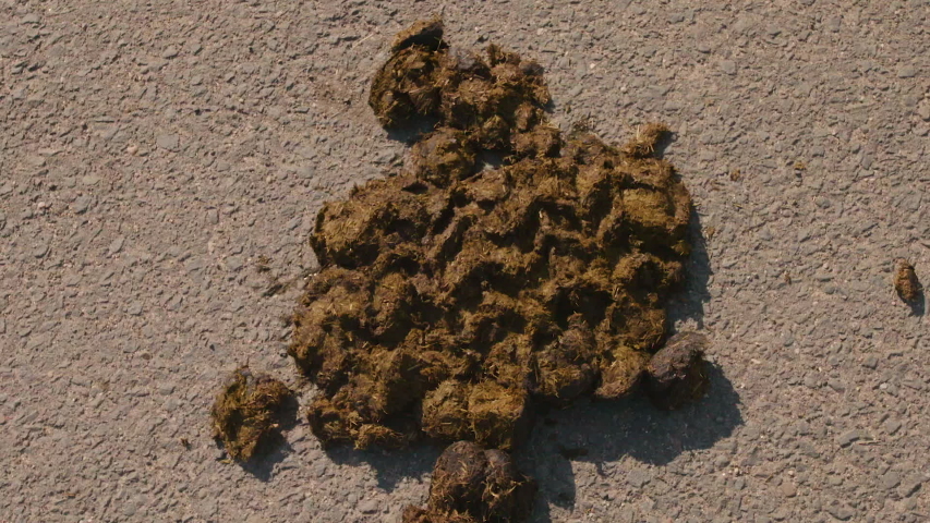 Horse poop