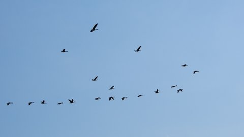 Flock Of Canadian Geese Birds Flying In Sky On Summer Day