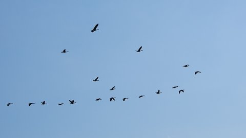 Follow Leaders Flock Of Geese の動画素材 ロイヤリティフリー Shutterstock Follow Leaders Flock Of Geese の動画素材 ロイヤリティフリー Shutterstock