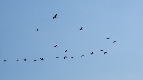 Follow Leaders Flock Of Geese の動画素材 ロイヤリティフリー Shutterstock