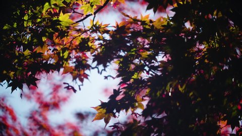 Beautiful & Vibrant Bokeh Canopy of Fall colors: Red orange & green leaves