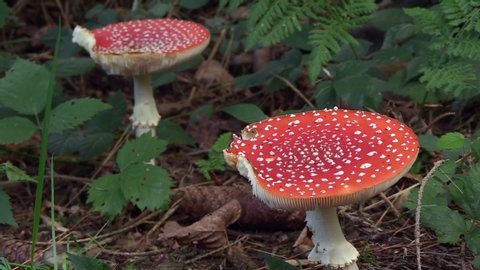 Two full-grown fly mushrooms with bite marks, Amanita muscaria