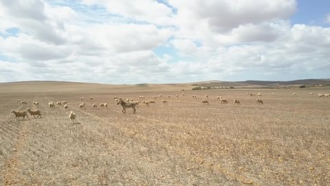 Arial drone footage of wildlife baby Zebra and herd of Sheep running across open field in the heart of the Karoo in the Northern Cape South Africa. Wide open spaces, stunning blue sky, white clouds.