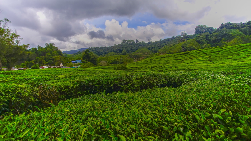 4k timelapse green tea plantation cameron Stock Footage Video (100% ...