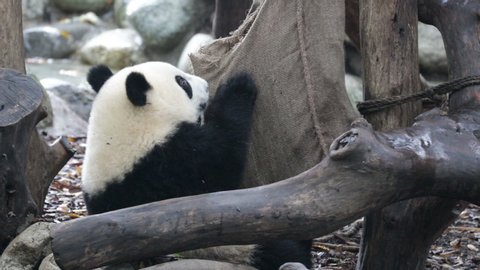 Fluffy Panda is Eating Bamboo Shoot  , Chengdu, China