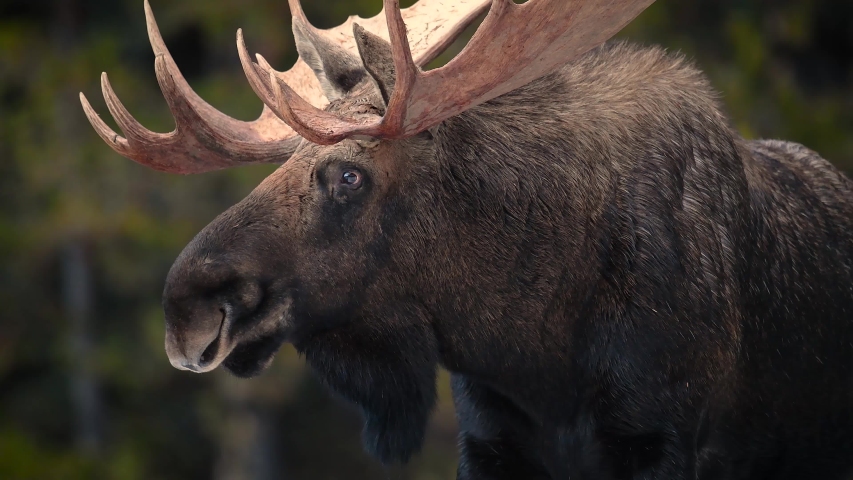 A moose in Jasper Canada video clip in 4k