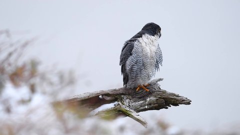 Peregrine falcon video clip in 4k