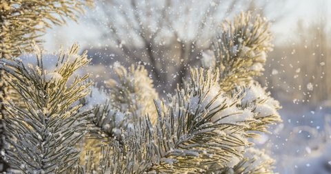 CINEMAGRAPH. Snow falling at the fir trees branches close up 4K