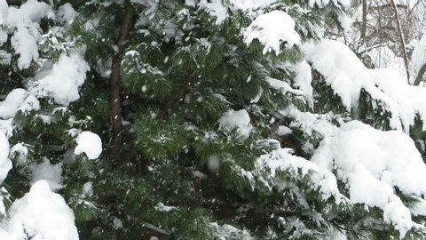 Snowing winter of Japan rural scene