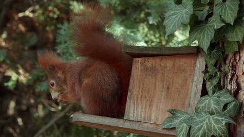 a young red squirrel sitting on a wooden platform of a feeding house, sitting in profile, holding a hazelnut between his hands and eating the hazelnut, collecting another one and jumping away