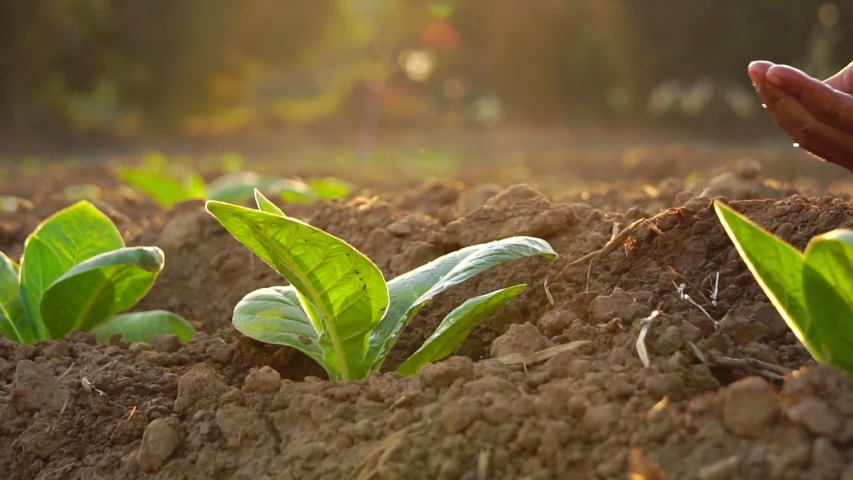 Close up hand giving water to young tobacco tree at the field in sunrise or sunset time. Growth plant concept Royalty-Free Stock Footage #1042979512