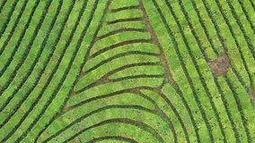 Aerial photography video. Tea plantations. Green bushes. Neat rows. Northern tea. Sochi. The view from the top. An environmentally friendly product. China. To brew the drink. The leaf of a plant.