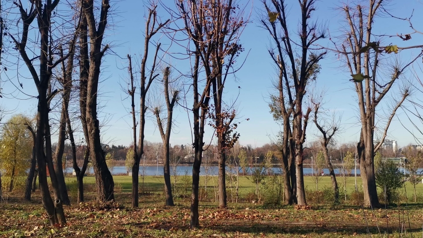 Dolly shot slide through trees and lakeside, moving through park and lake