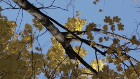 maple tree branch with yellow leaves on blue sky background vertical video