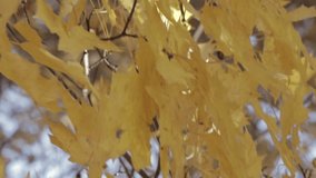 yellow maple leaves swaying in the wind close up vertical video