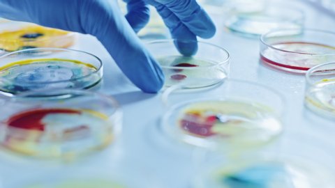 Microbiology Laboratory: Scientist Works with Petri Dishes with Various Bacteria, Tissue and Blood Samples. Concept of Pharmaceutical Research for Antibiotics, Curing Disease with DNA Enhancing Drugs
