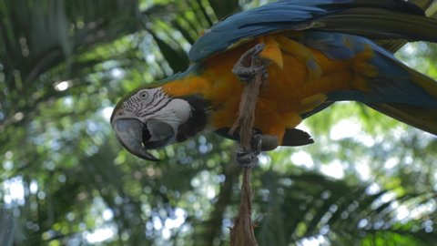 Macaw yellow parrot cleaning feathers on the branch in Guadeloupe Island