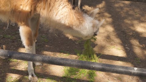 animal llama grazing in the yard, close up.