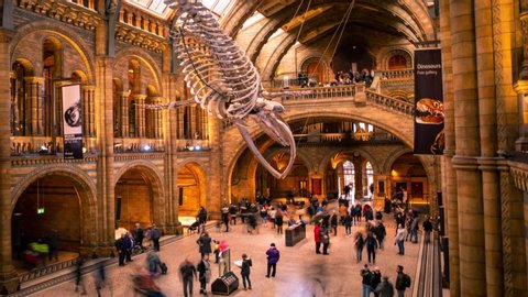 LONDON- DECEMBER, 2019: Time lapse of the Natural History Museum interior, a world famous landmark museum and popular London tourist destination