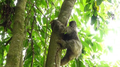 Sloth climbs a tree. Costa Rica