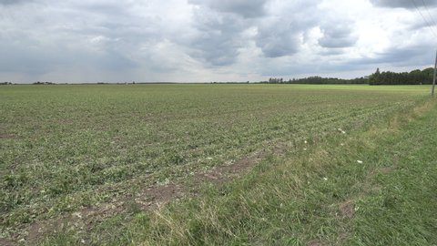 London, Ontario, Canada May 2019 Farm field and corn crop destroyed by severe hail storm