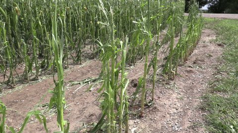 London, Ontario, Canada May 2019 Farm field and corn crop destroyed by severe hail storm