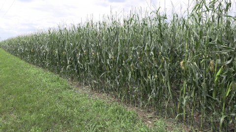 London, Ontario, Canada May 2019 Corn crop destroyed in hail storm that hit farm country