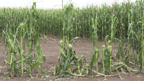 London, Ontario, Canada May 2019 Corn crop destroyed in hail storm that hit farm country