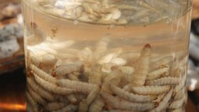 The beekeeper collects larva wax moth bite honeycomb. Bee moth medicine, traditional medicine.