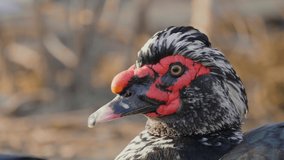 Male duck. Drake, Head closeup. Macro. Big black duck with a red head.
